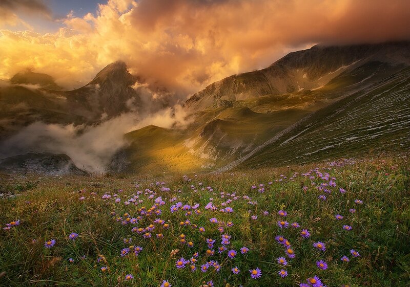 Purple Flowers in Mountain Field — Dramatic