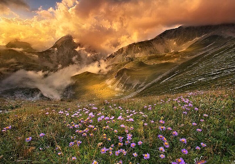 Purple Flowers in Mountain Field
