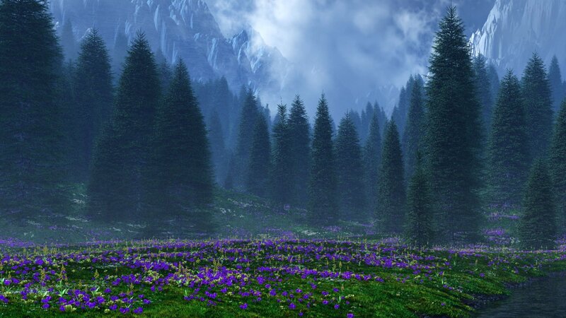 Purple flowers in mountain forest
