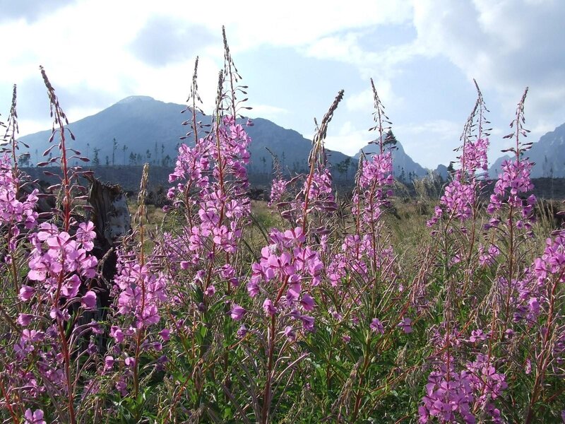 Purple flowers in mountain landscape