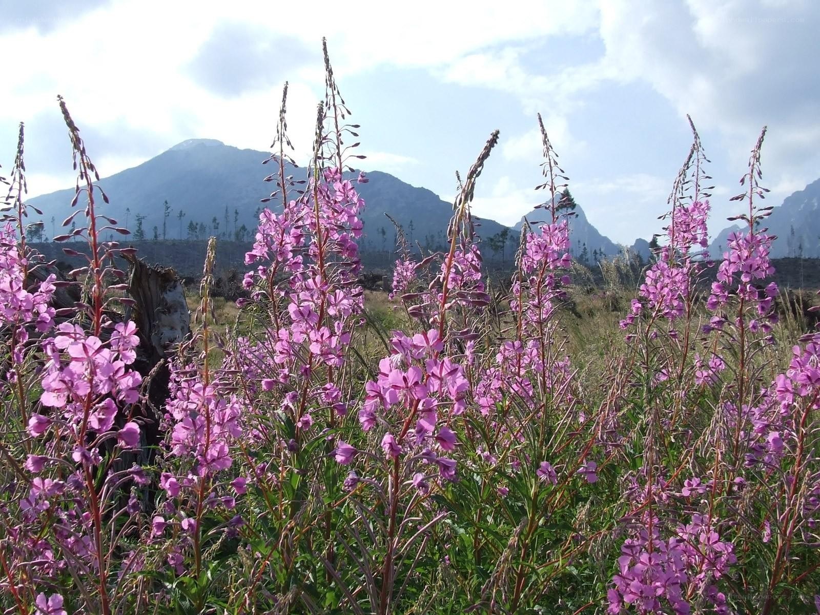 Purple flowers in mountain landscape