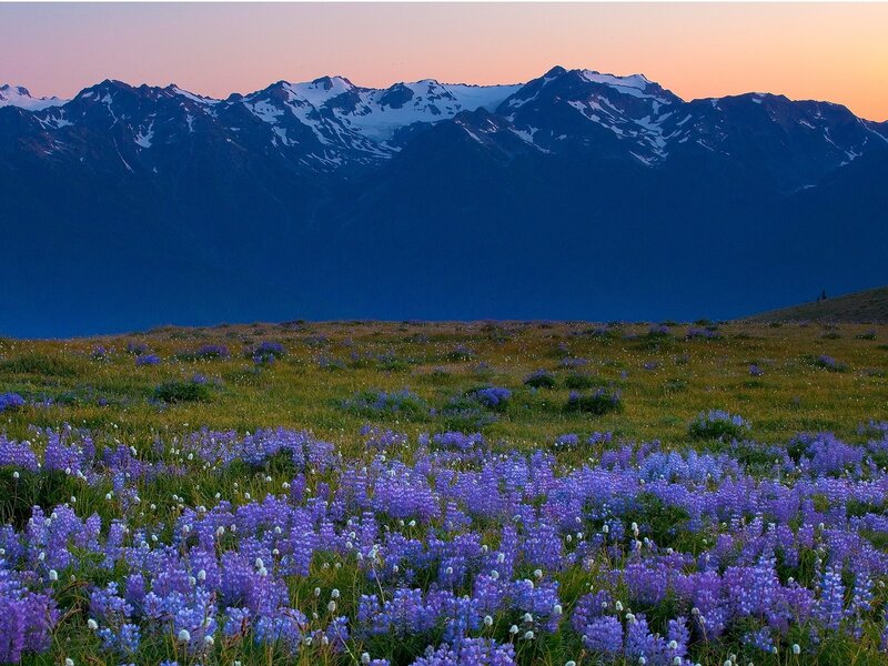 Purple flowers in mountain meadow