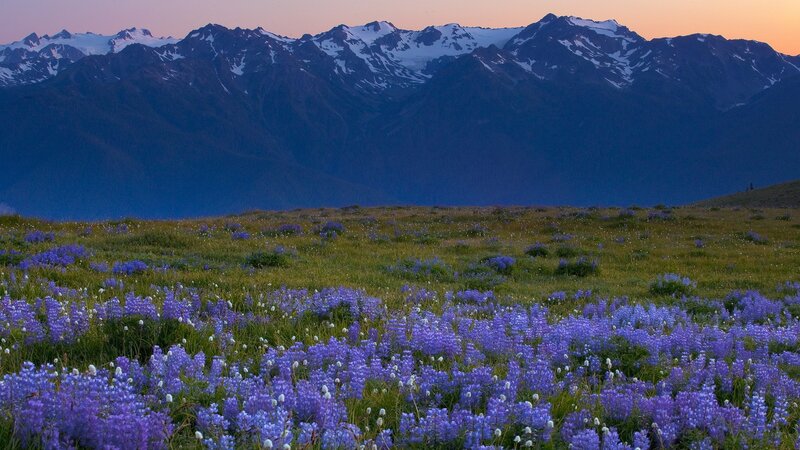 Purple flowers in mountain meadow