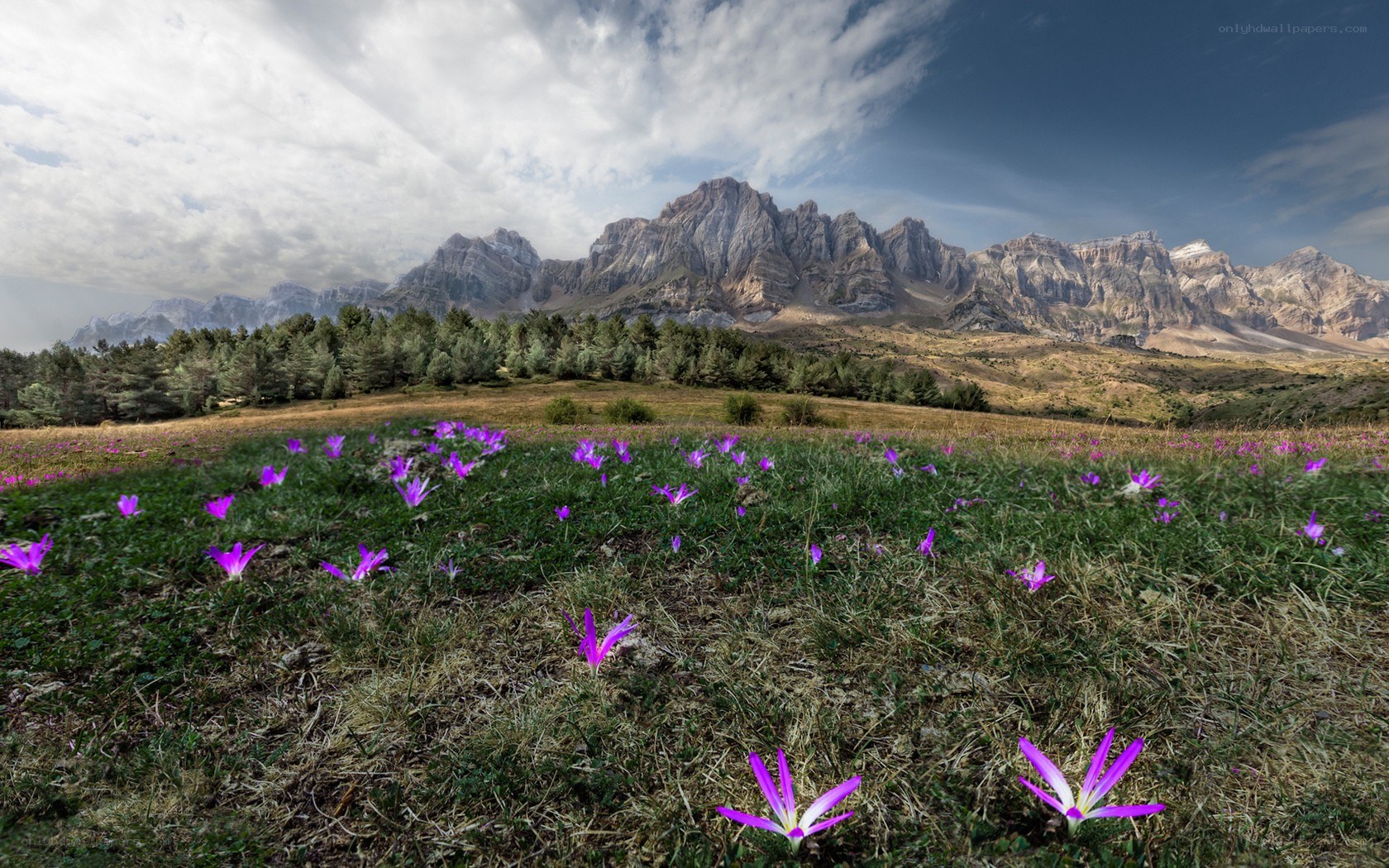 Purple flowers in mountain meadow