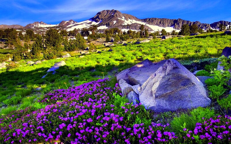 Purple Flowers in Mountain Meadow — Serene