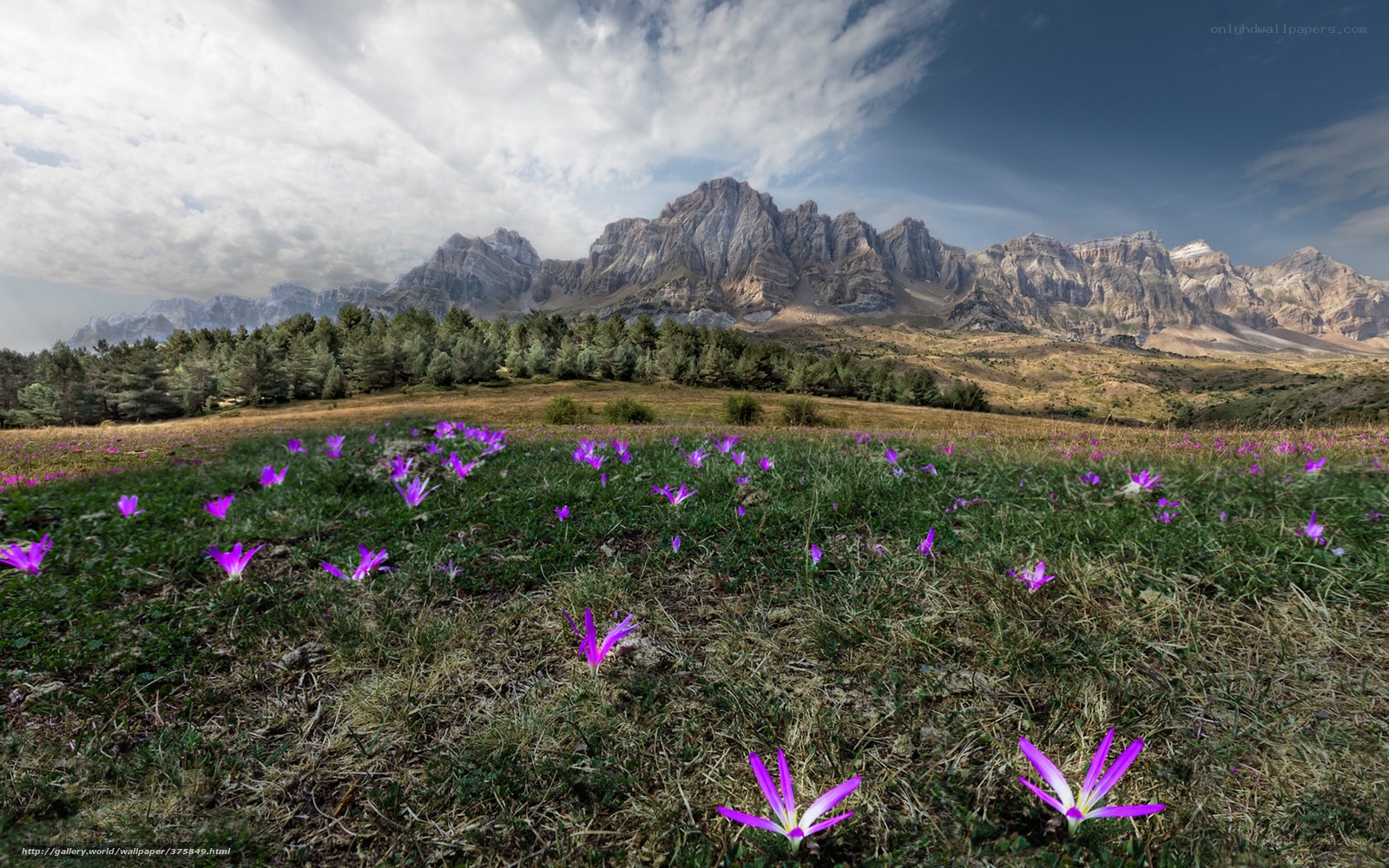 Purple flowers in mountain meadow