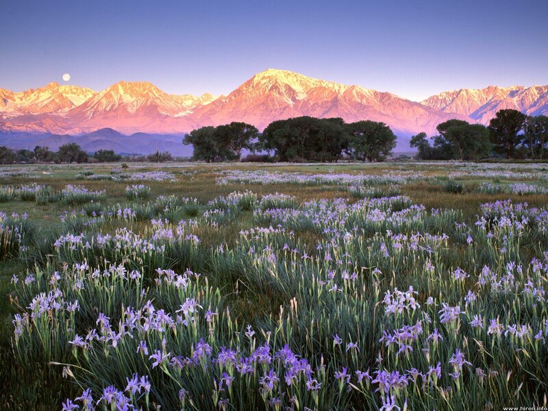 Purple flowers in mountain valley
