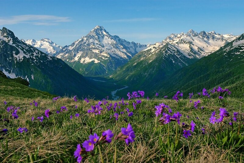 Purple flowers in mountain valley