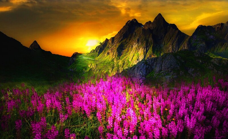 Purple Flowers in Mountain Valley — Dramatic, Sunset