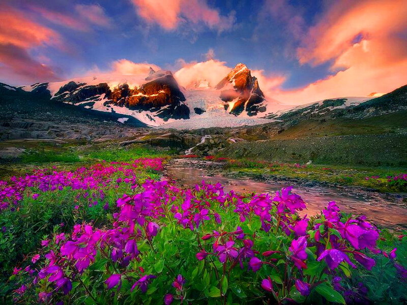 Purple Flowers in Mountain Valley — Dramatic