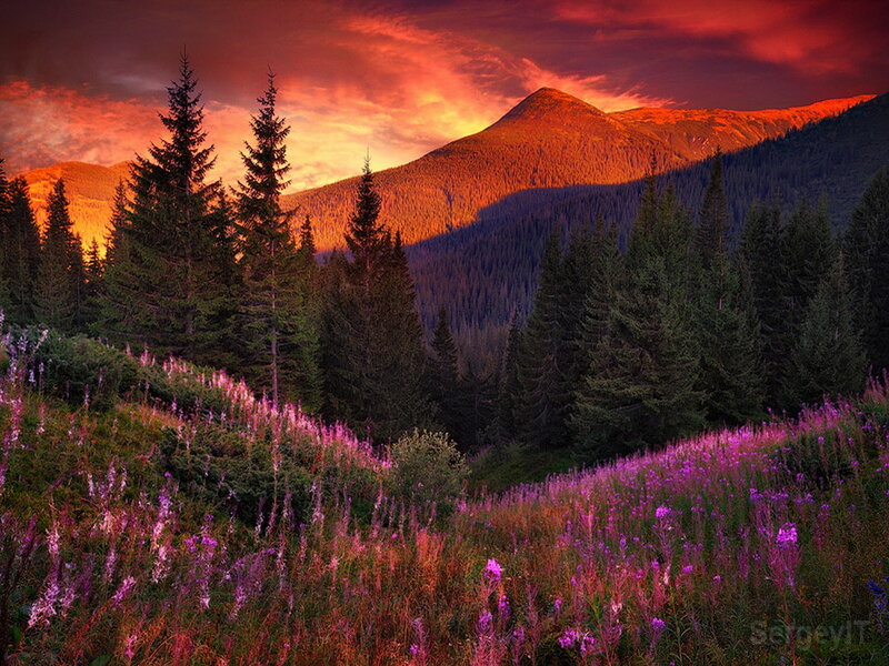 Purple Flowers in Mountain Valley — Red