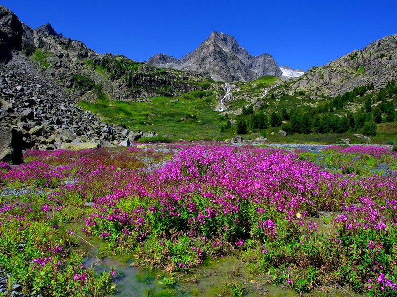 Purple Flowers in Mountain Valley — Serene, Summer