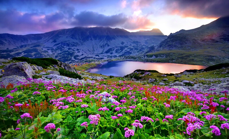 Purple Flowers in Mountain Valley — Serene, Sunset