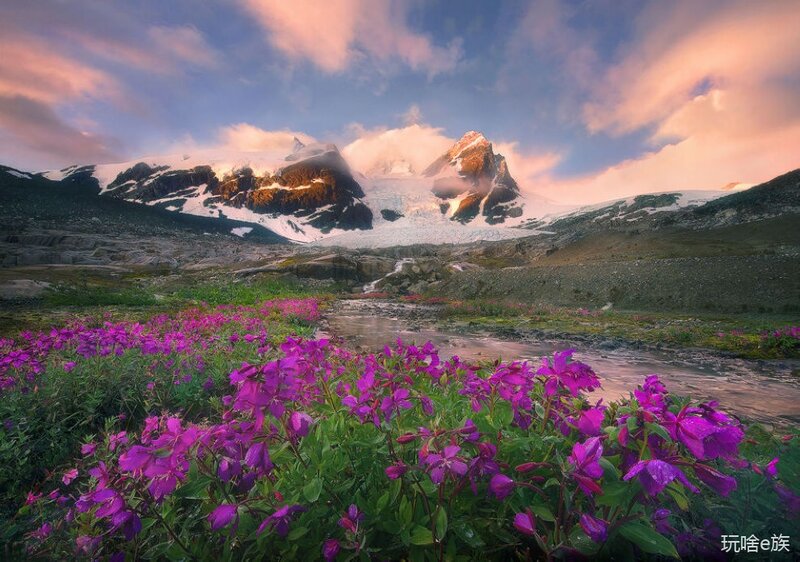 Purple Flowers in Mountain Valley — Serene