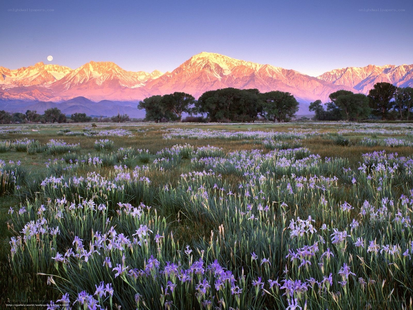Purple flowers in mountain valley