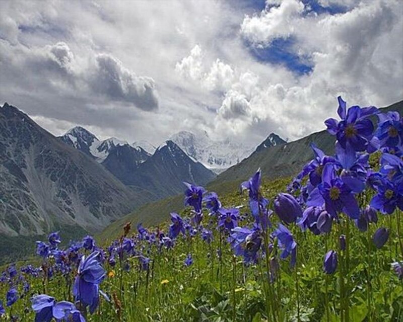 Purple Flowers in Mountains — Blue