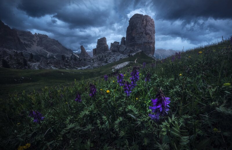 Purple Flowers in Mountains — Dramatic, Night