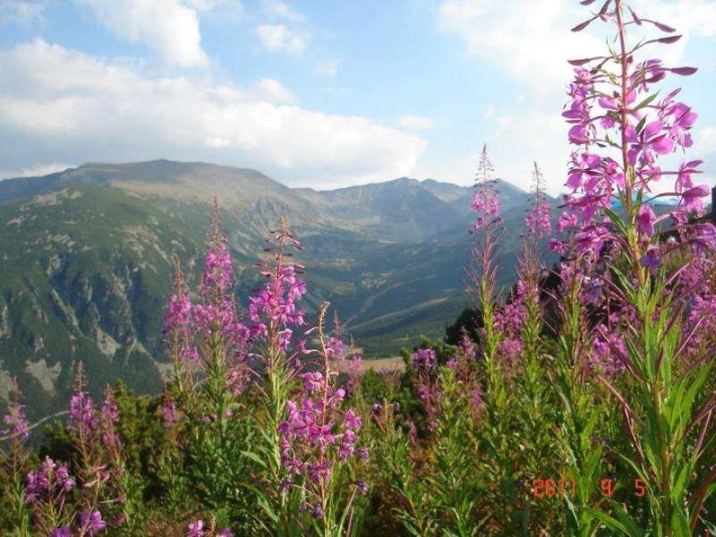 Purple Flowers in Mountains — Serene