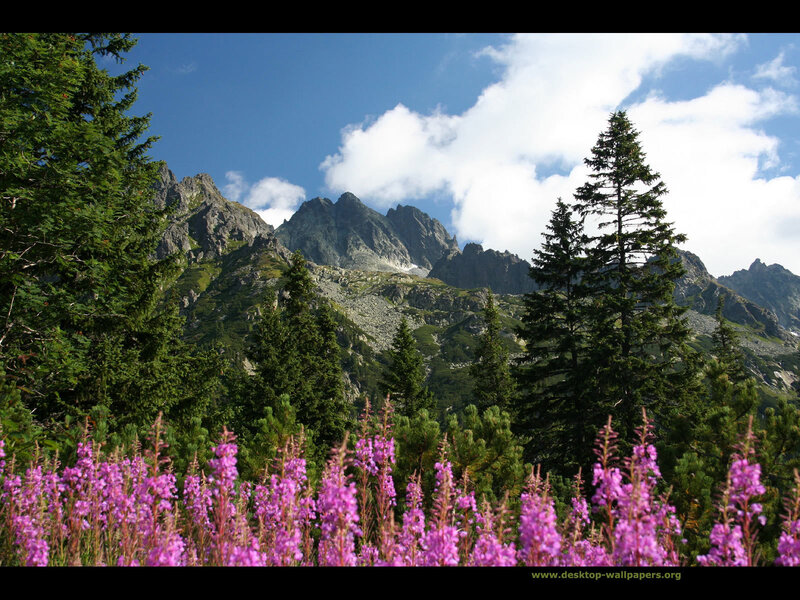 Purple Flowers in Mountains
