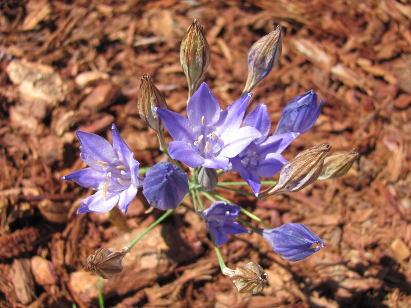 purple flowers in mulch