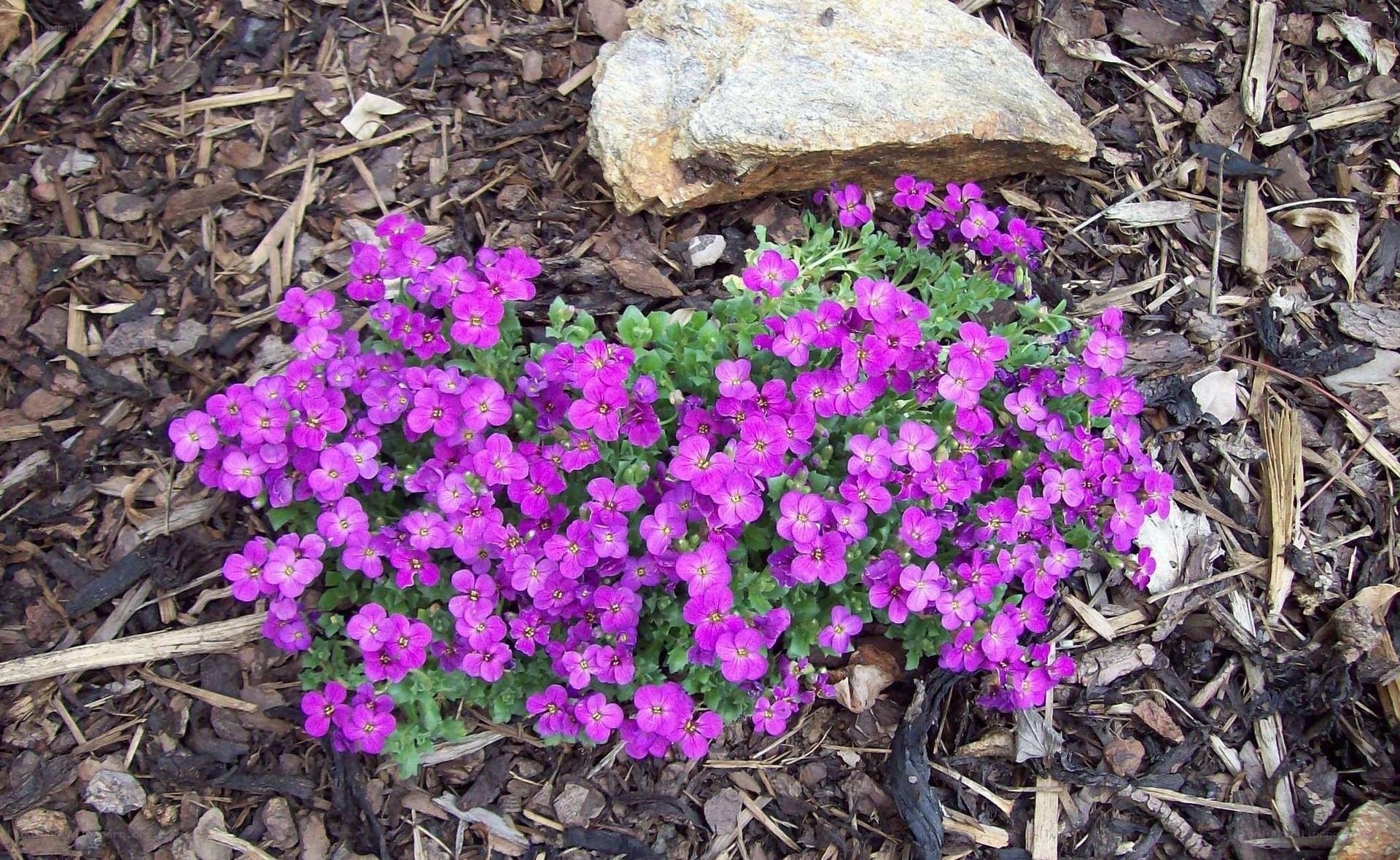 purple flowers in mulch