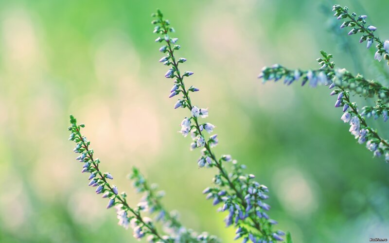 purple flowers in nature