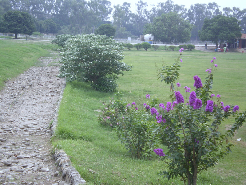 Purple Flowers in Park — Green