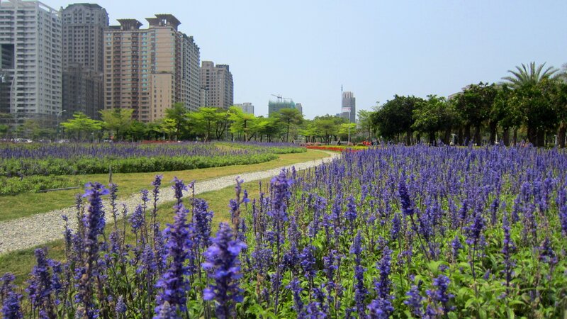 Purple Flowers in Park — Serene