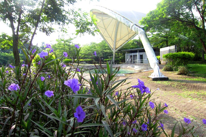 Purple Flowers in Park