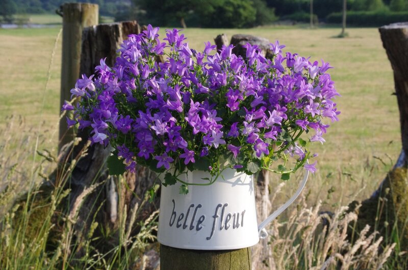 Purple Flowers in Pitcher — Serene, Afternoon