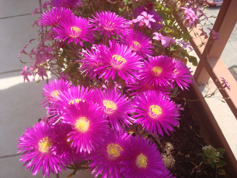 Purple Flowers in Planter — Bright