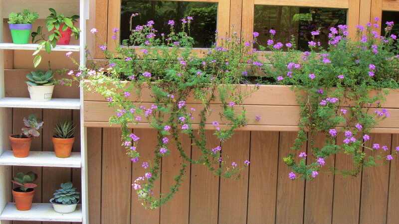 Purple Flowers in Planter — Brown