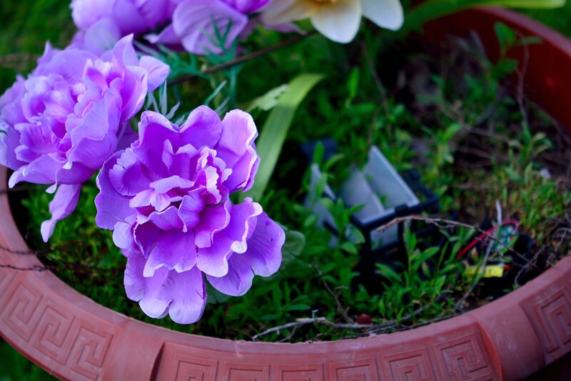 Purple Flowers in Planter — Calm