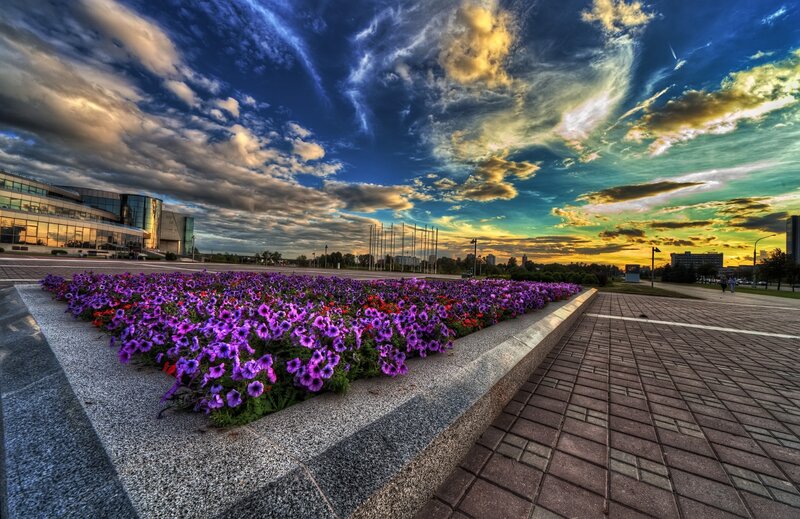 Purple Flowers in Planter — Dramatic, Sunset, Photograph