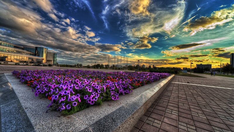 Purple Flowers in Planter — Dramatic, Sunset