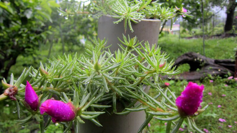 Purple Flowers in Pot — Calm, Morning