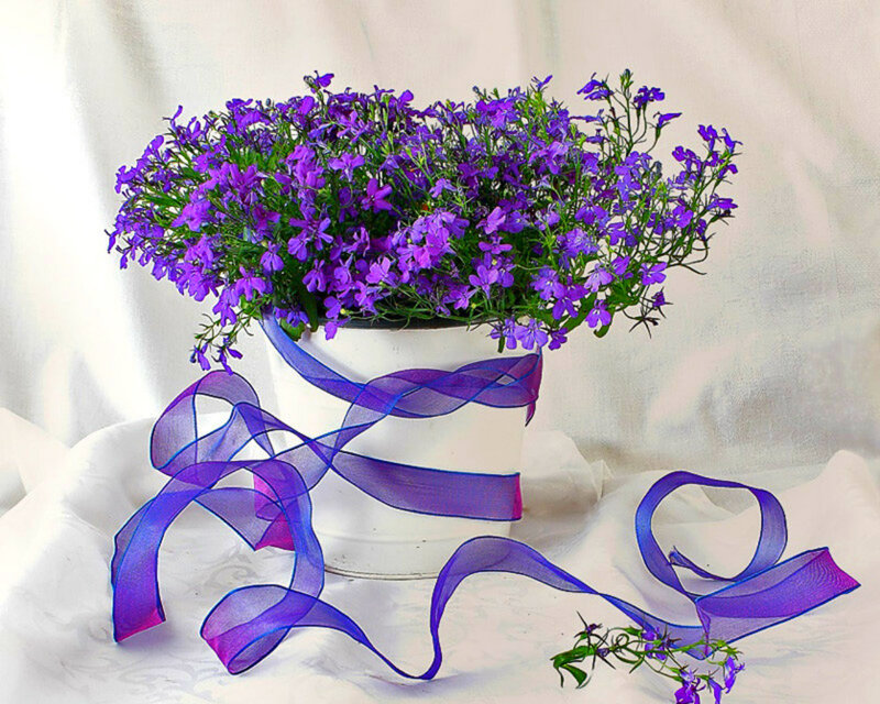 Purple Flowers in Pot — Calm, Photograph