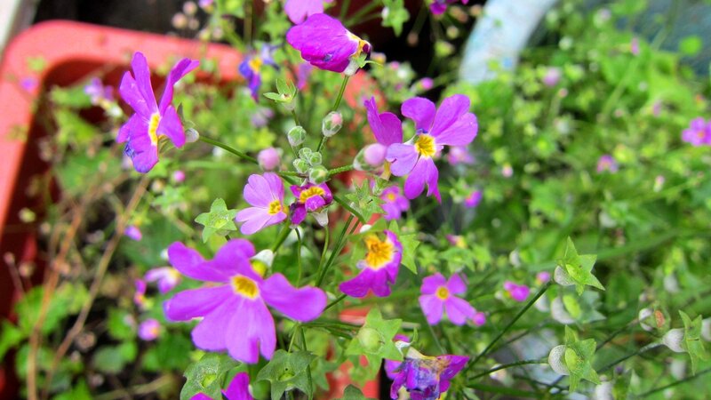 Purple Flowers in Pot — Calm, Spring