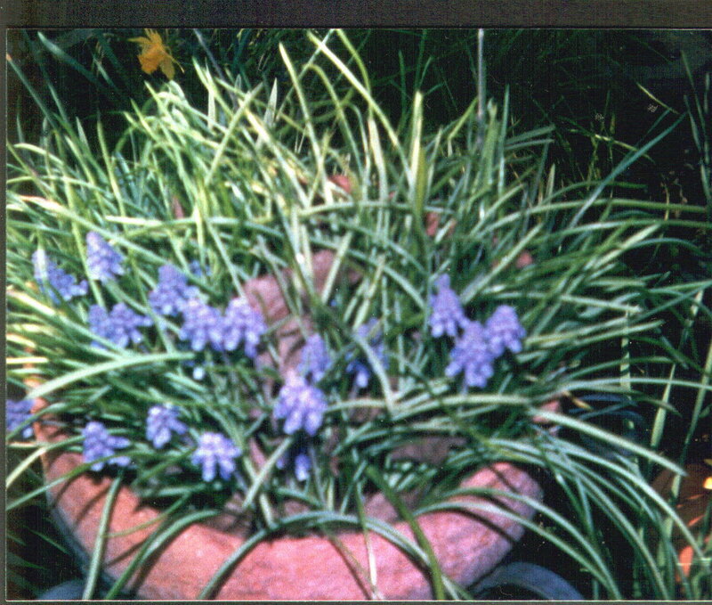 Purple Flowers in Pot — Calm
