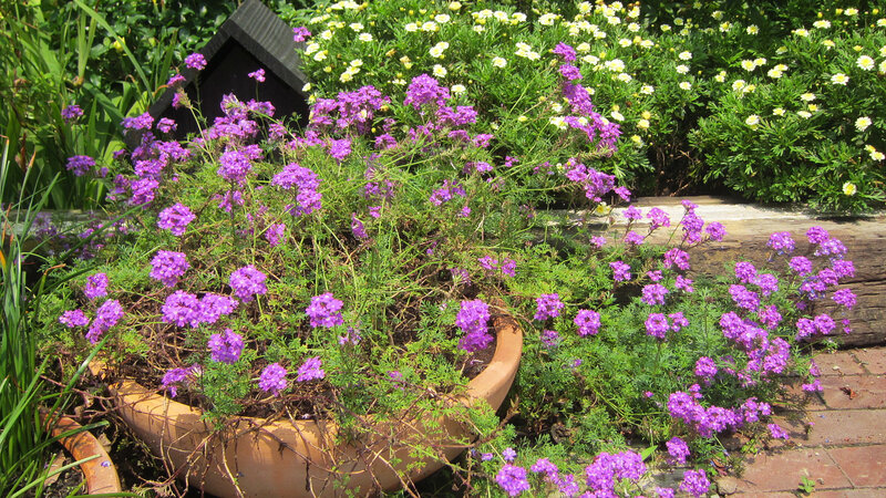 Purple Flowers in Pot — Serene, Afternoon