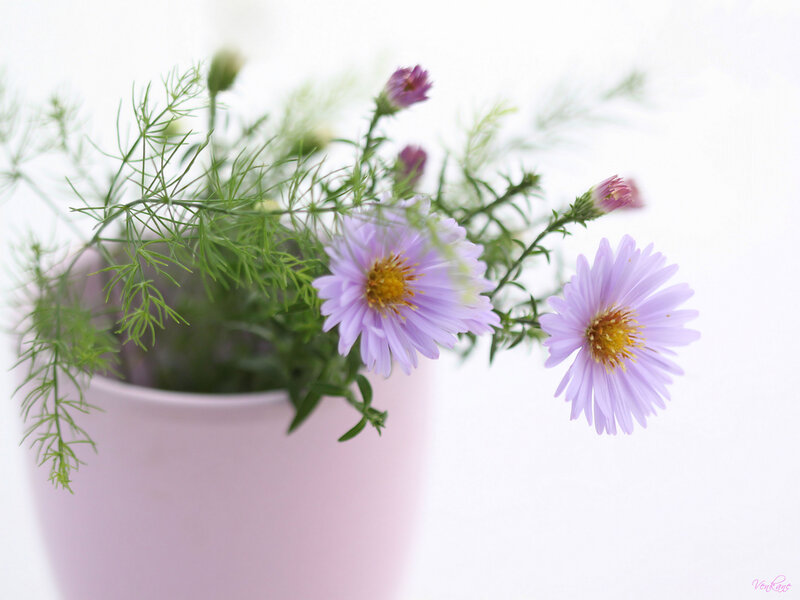 Purple Flowers in Pot — Serene, Photograph