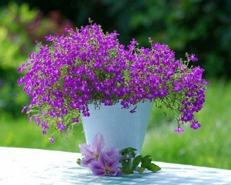 Purple Flowers in Pot — Serene