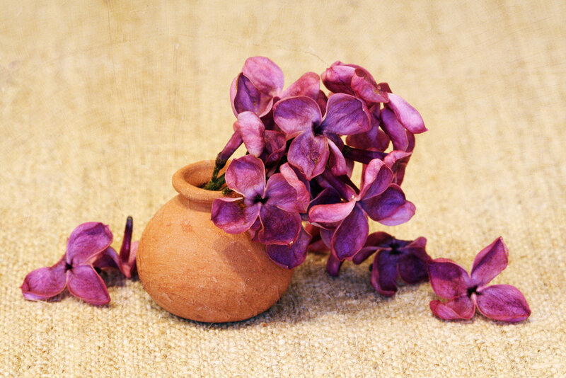 Purple Flowers in Pot