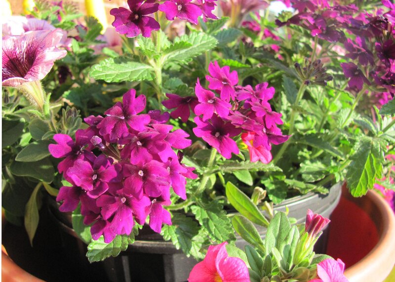 Purple Flowers in Pots — Bright