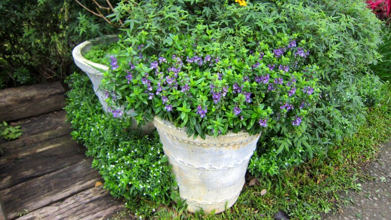 Purple Flowers in Pots — Green