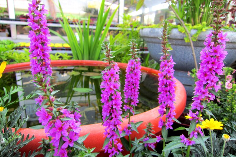 Purple Flowers in Pots