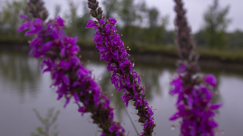 Purple Flowers in Rain — Calm, Morning