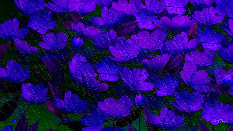 Purple Flowers in Rain — Dramatic