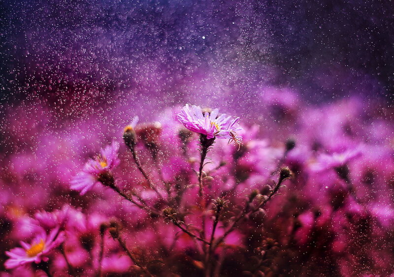 Purple Flowers in Rain — Dreamy