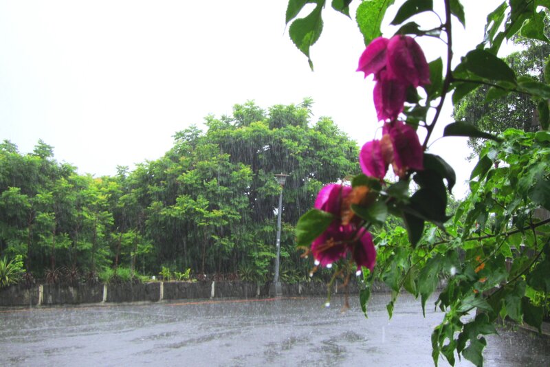 Purple Flowers in Rain — Green